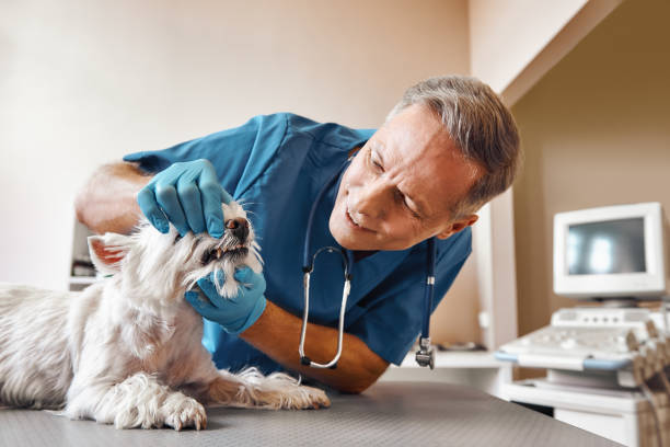 Best Broken or Chipped Tooth Repair in Piketon, OH